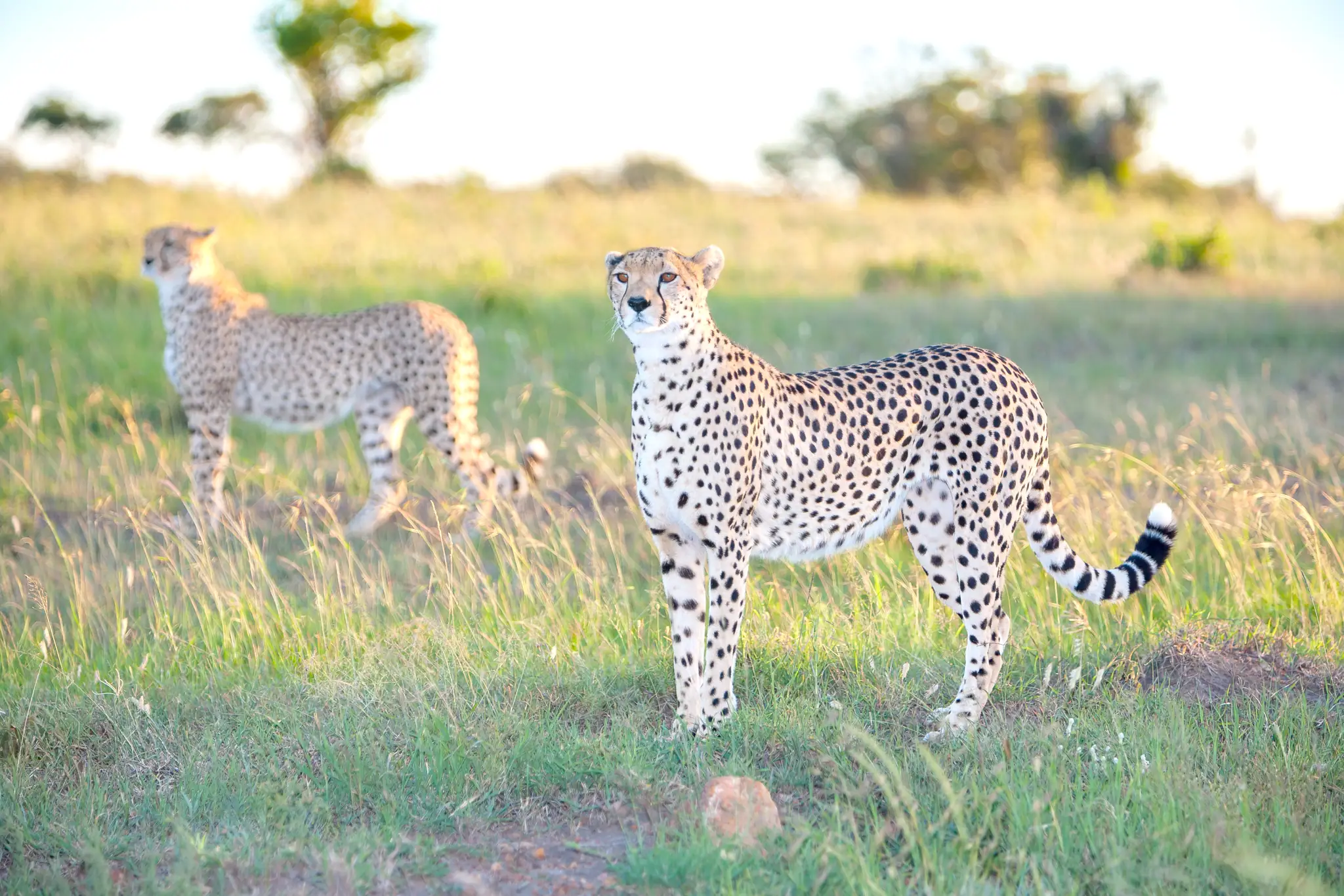 A cheetah standing alert in long grass, a second cheetah behind