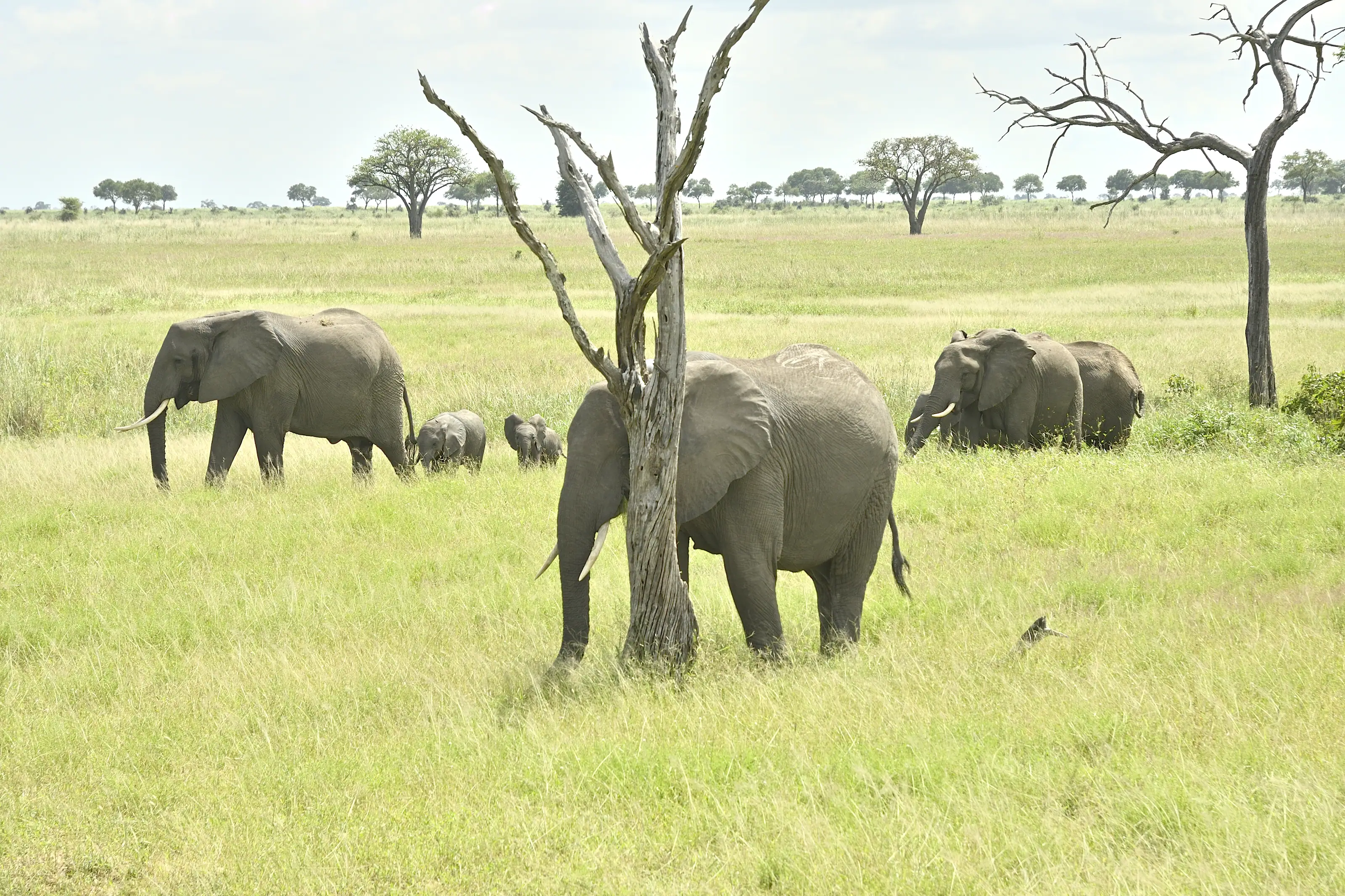 A family of elephants feeding around a bare tree on green savanna