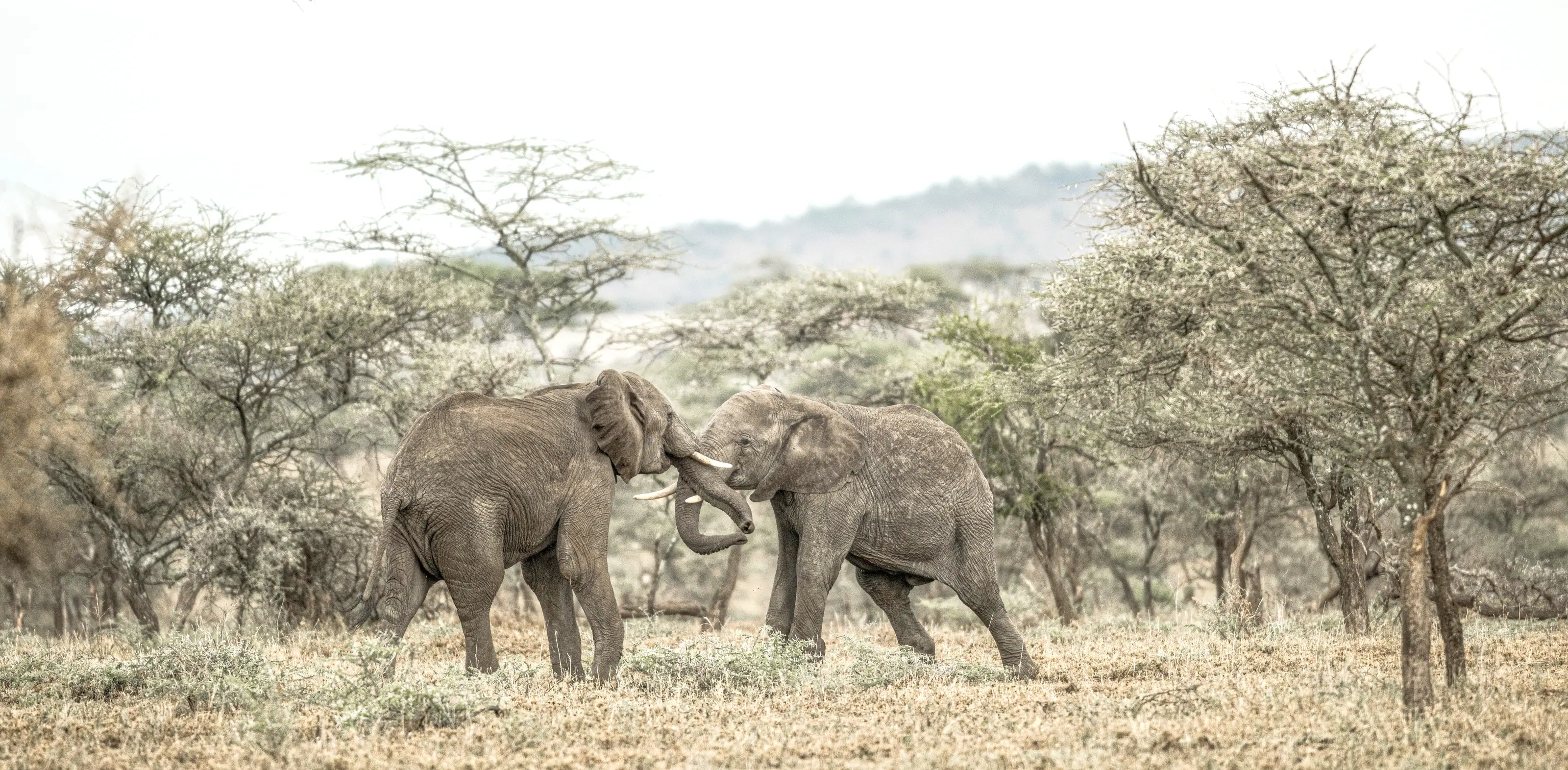Two elephants sparring in dusty light among flat-topped acacia