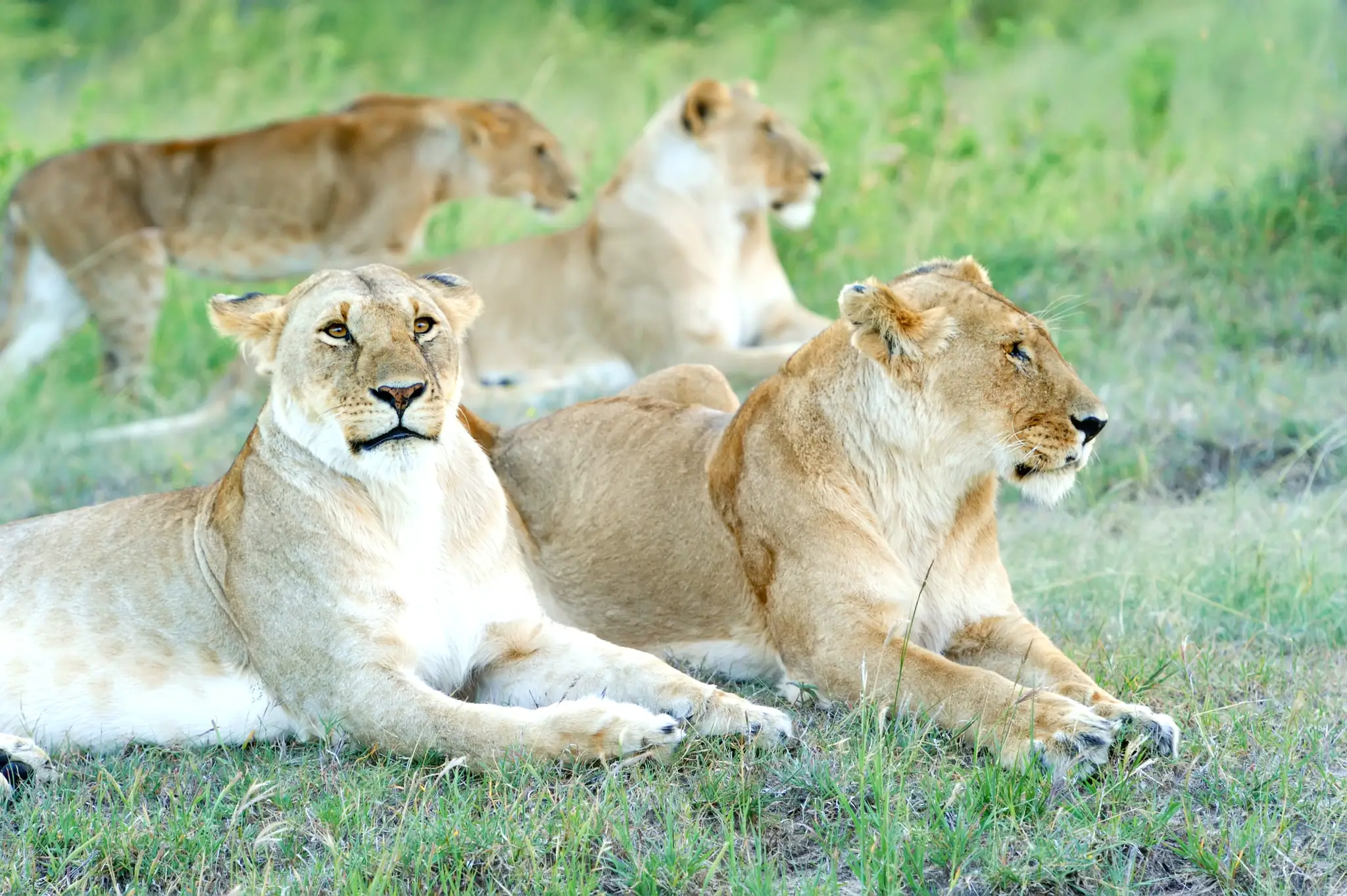 A pride of lionesses resting together in green grass