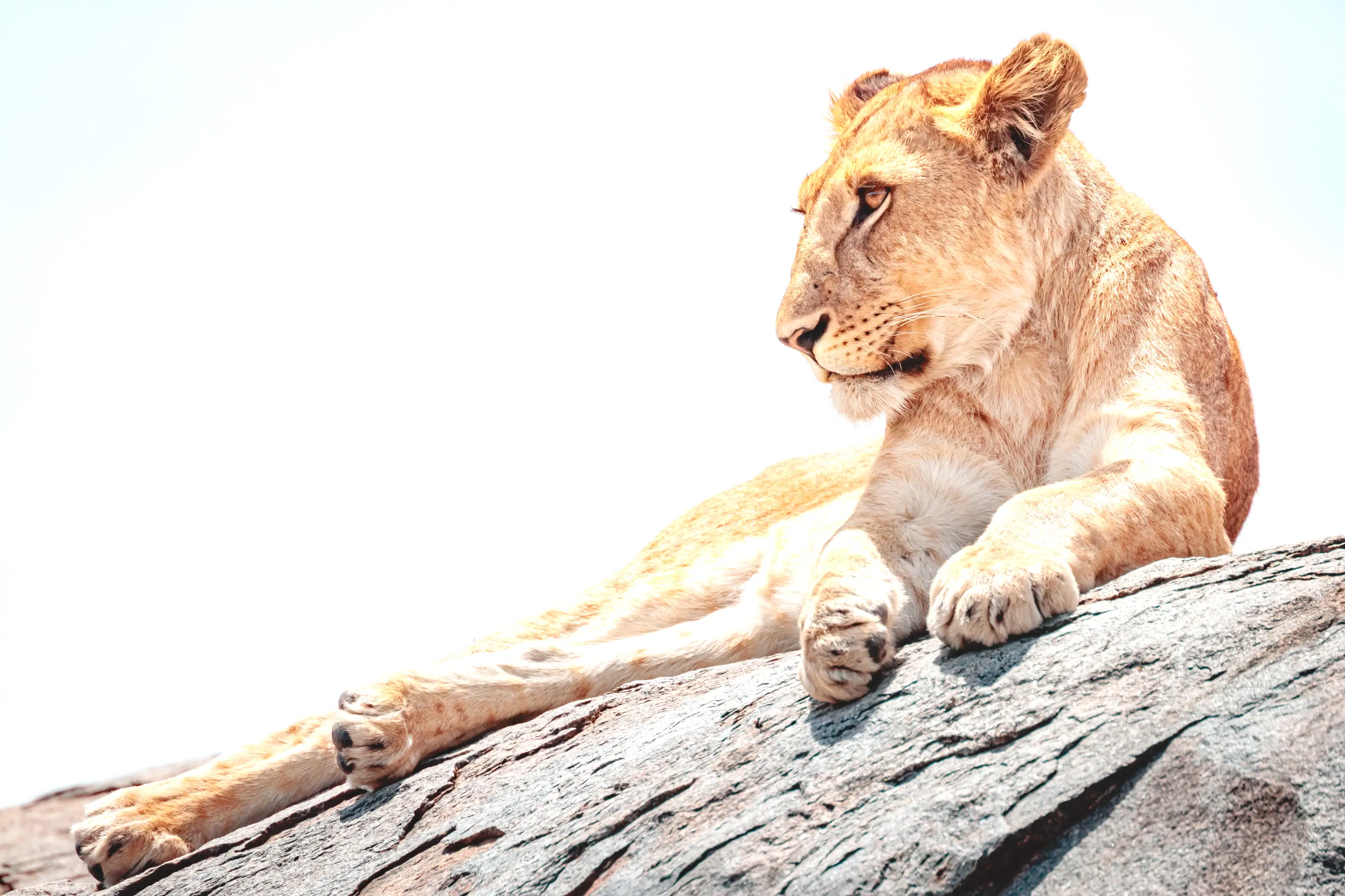 A lioness lying on a rock in low sun, looking out across open country