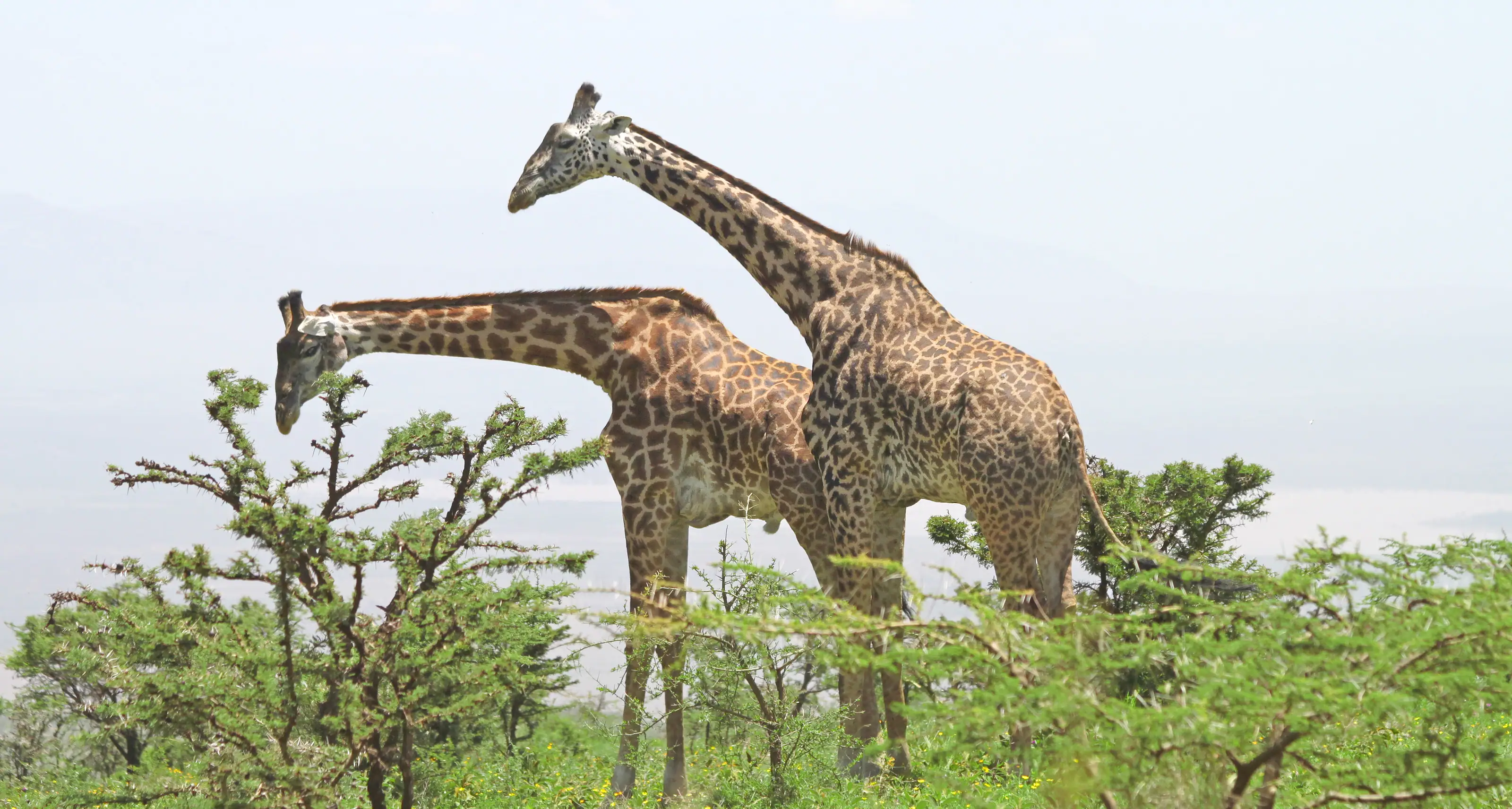 Two giraffes browsing the treetops in Lake Manyara National Park