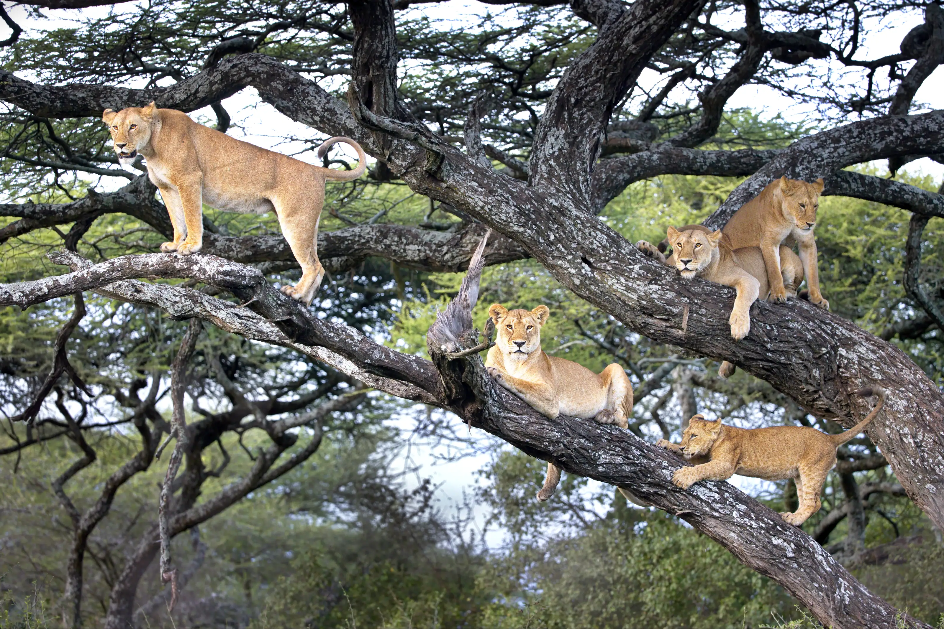 A lioness and four cubs resting along the branches of a tree in Tanzania
