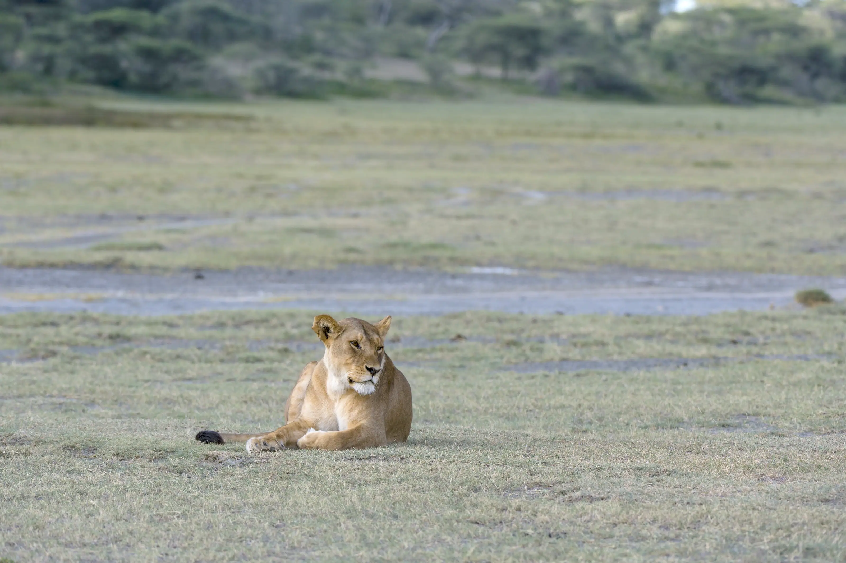 A lioness lying alone on the short-grass plains at Ndutu in the Ngorongoro Conservation Area