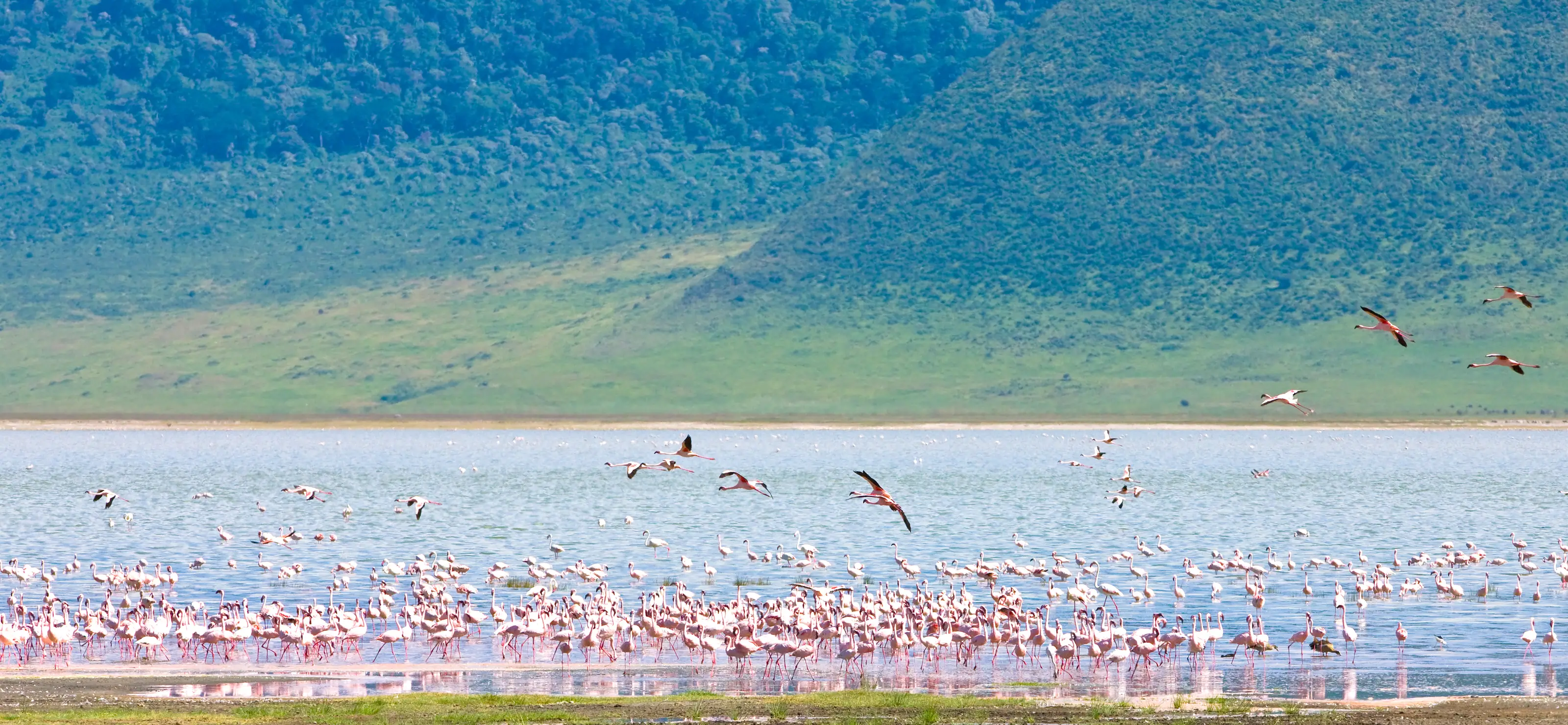 A flamingo colony spread across the soda lake on the floor of the Ngorongoro Crater