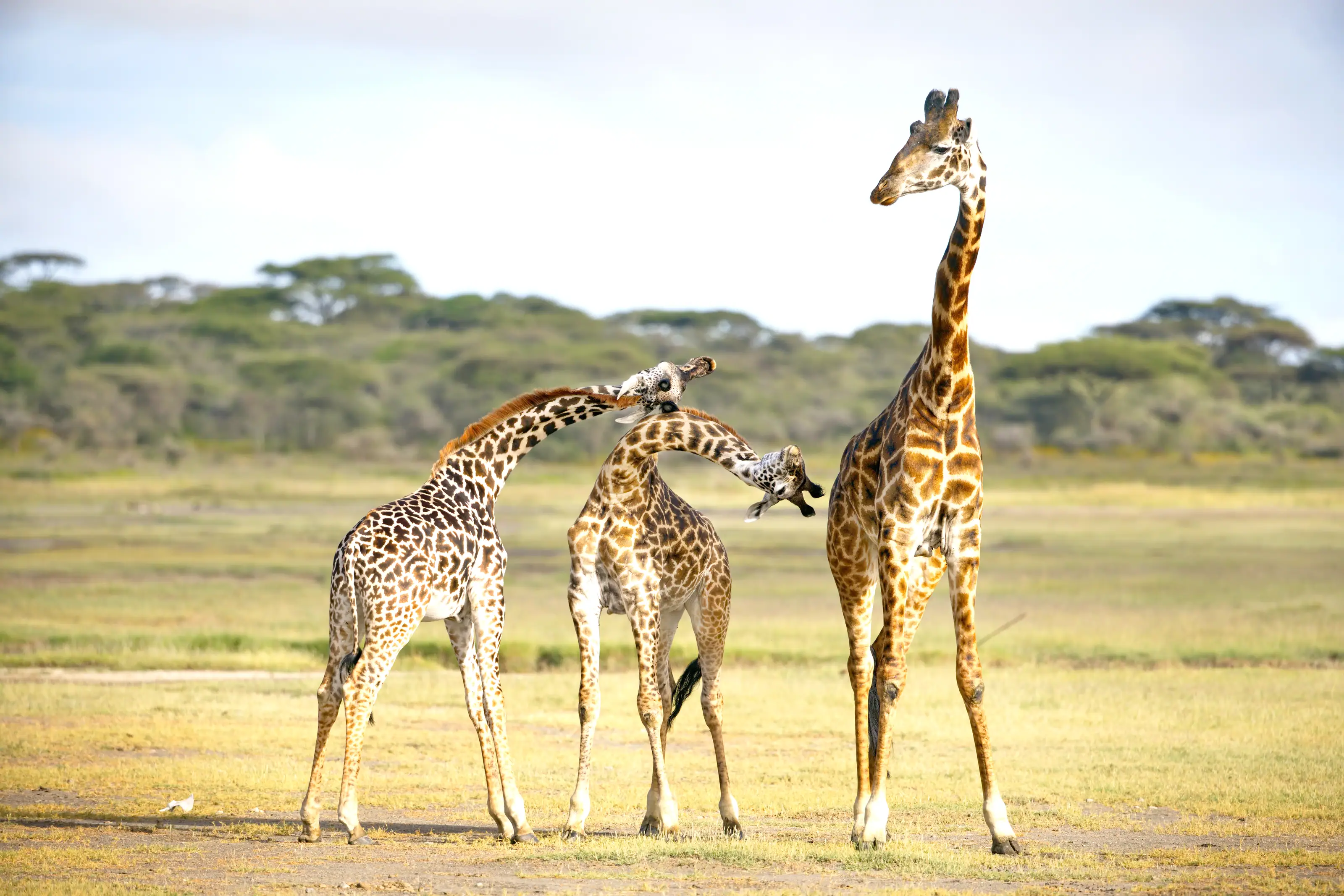 Three giraffes standing together on open grassland in Tanzania
