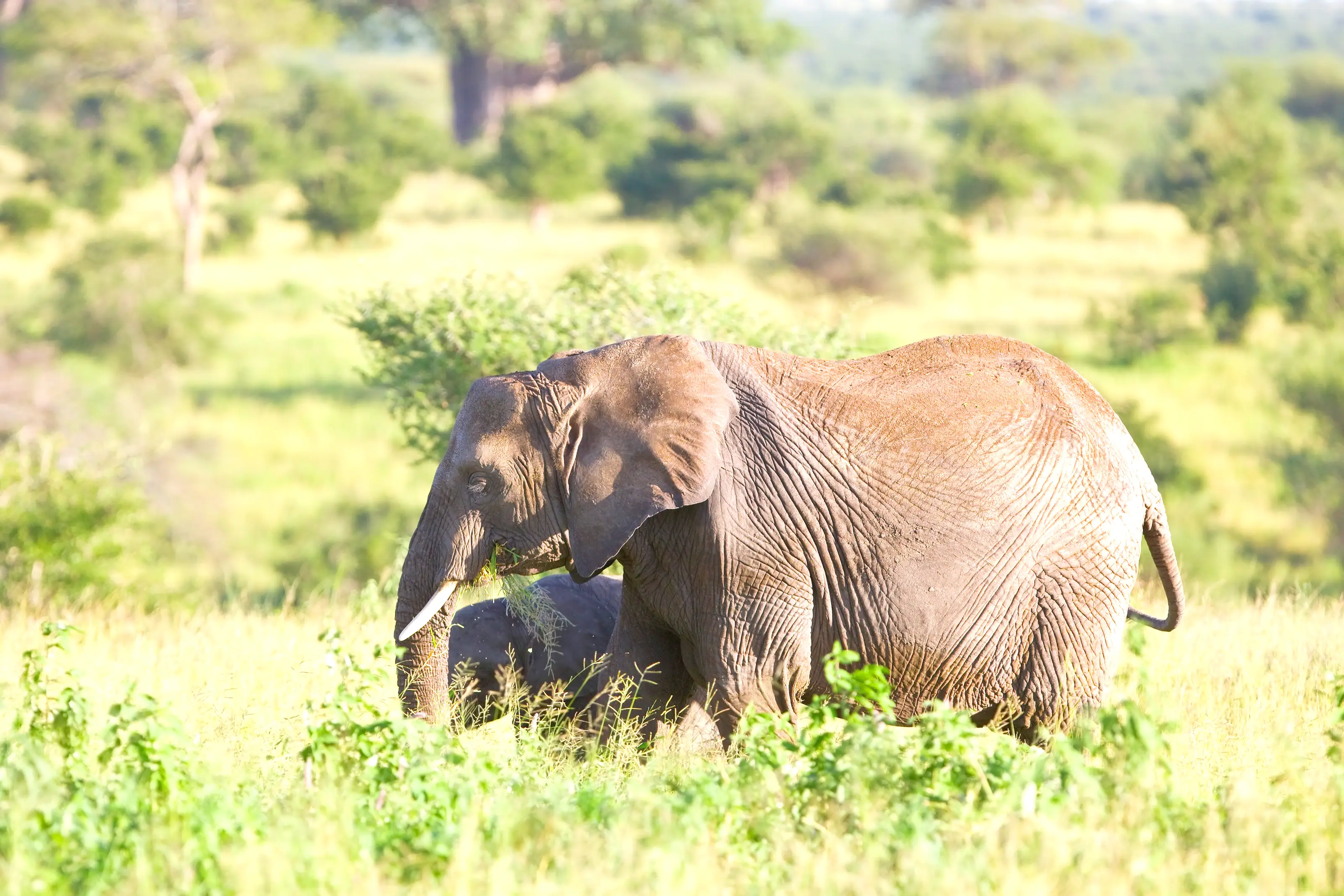 An elephant grazing in long grass among acacia scrub in Tarangire National Park