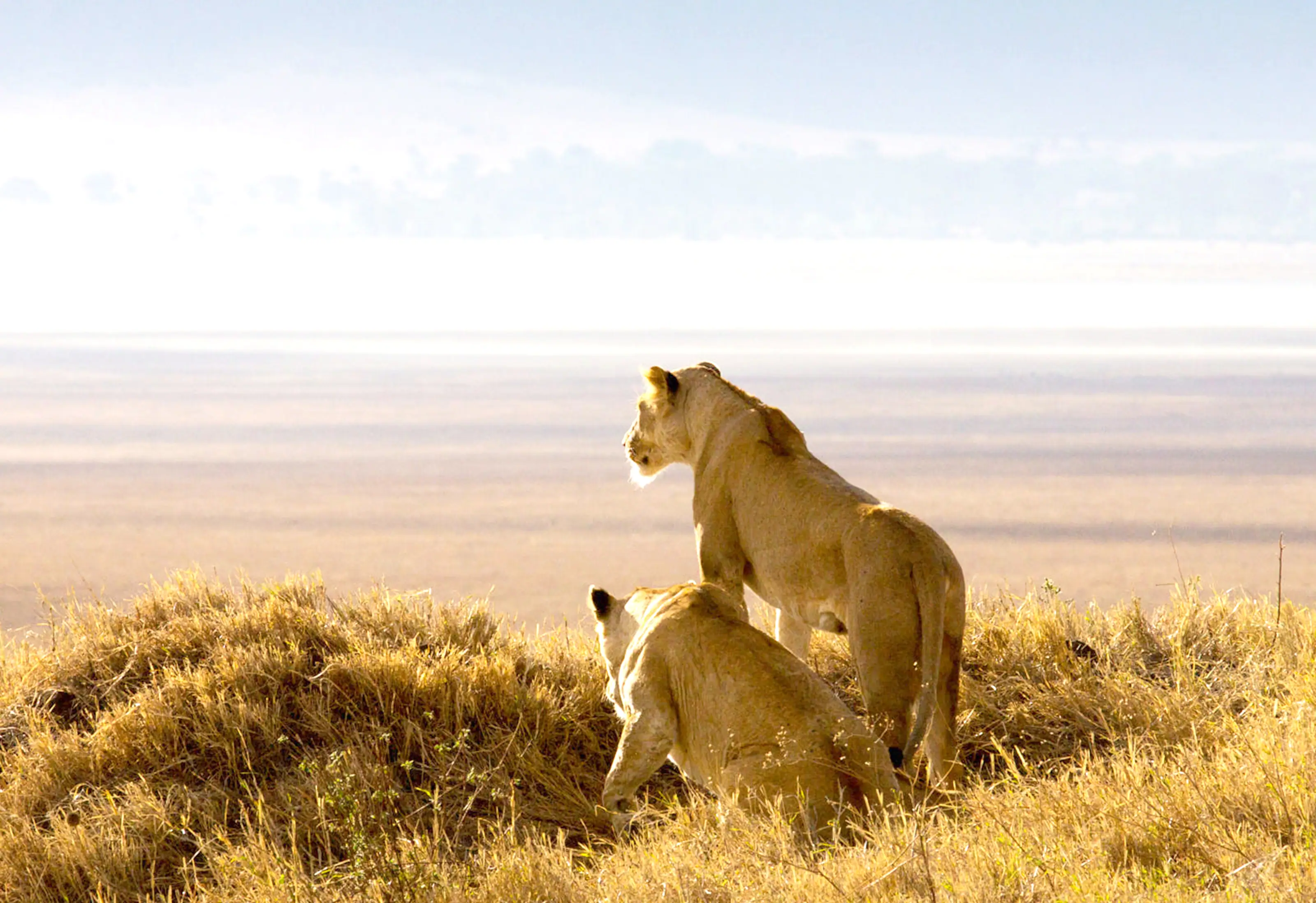 Two lionesses on a ridge looking out over a hazy plain
