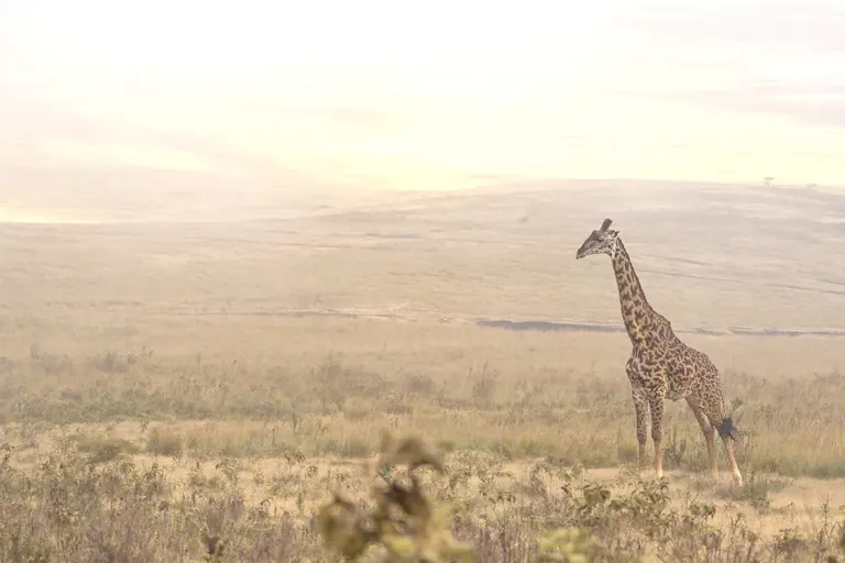 A lone giraffe standing on a hazy golden plain at first light