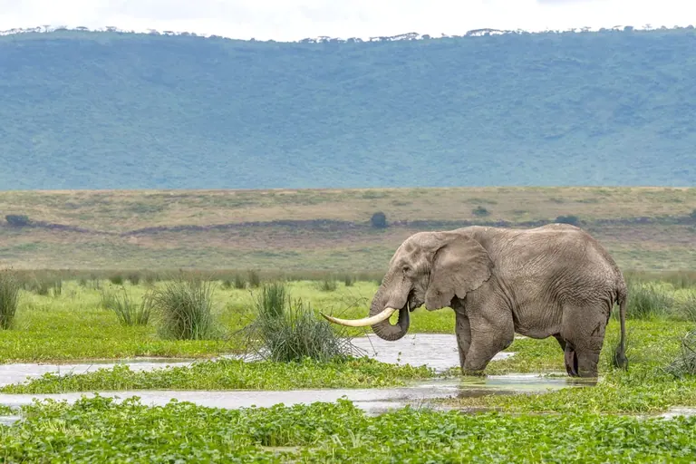 A bull elephant feeding in a green wetland below a distant escarpment