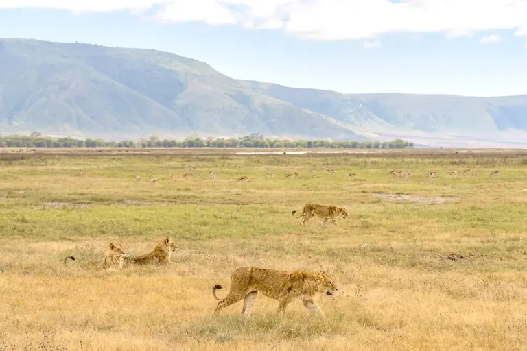 Lions walking across open plains with the crater wall rising behind