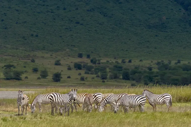 A herd of zebra grazing at the edge of dark green woodland