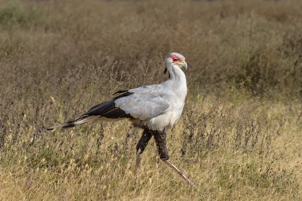 A secretary bird striding through dry grassland