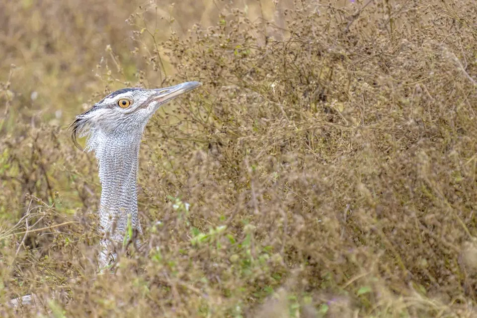 A kori bustard in profile among dry bush
