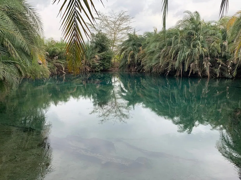 A still, spring-fed pool of clear blue-green water ringed by palms and fig trees