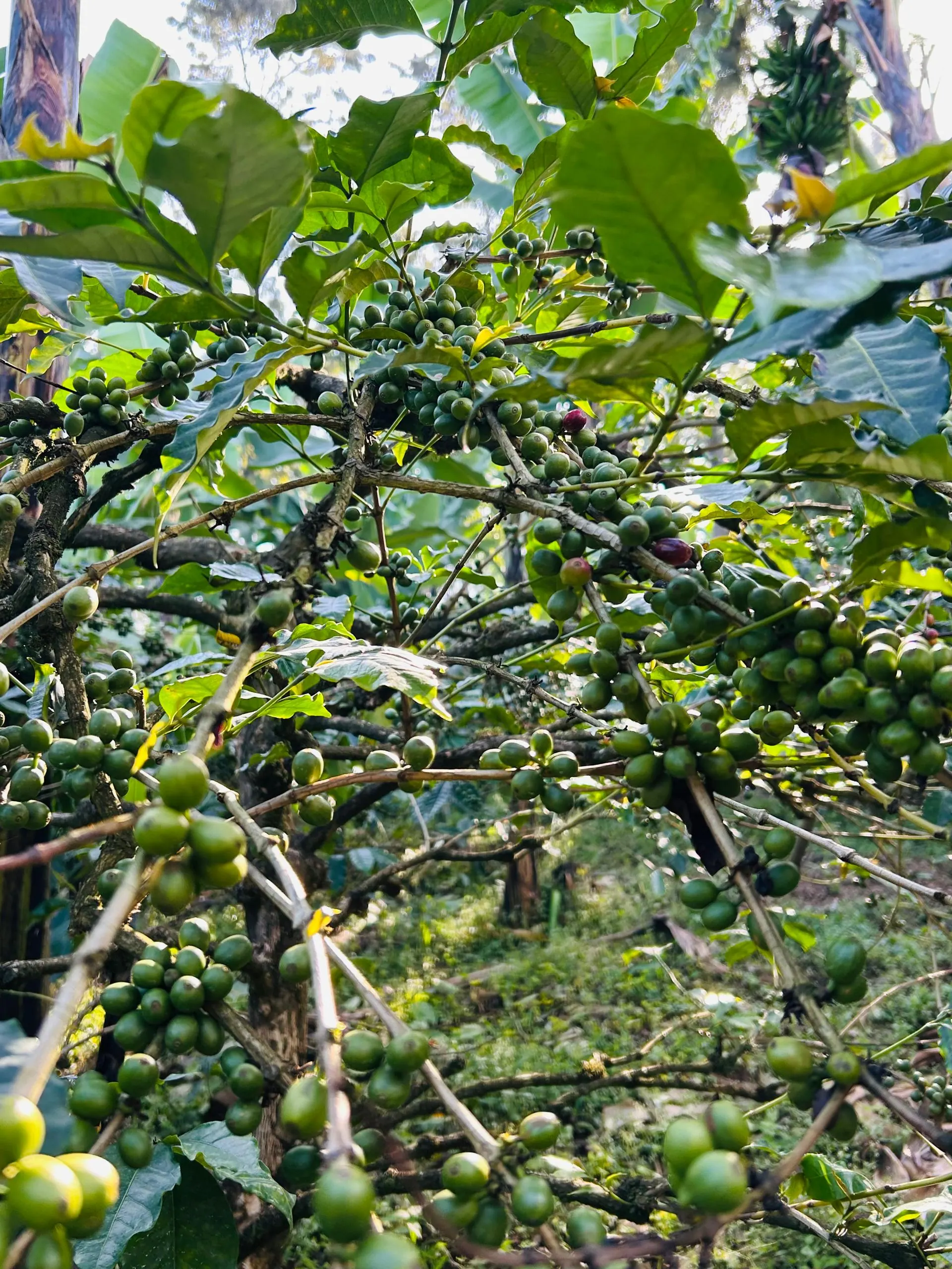 Green coffee cherries ripening on the branch