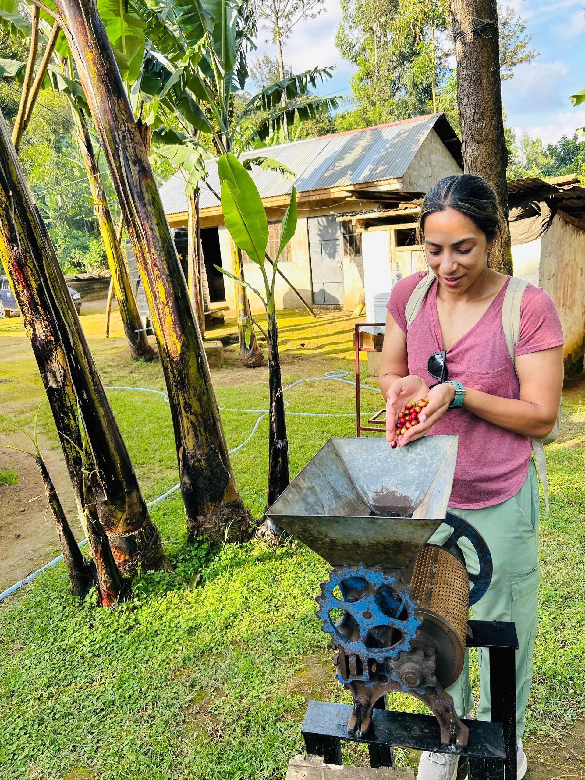 A visitor feeding coffee cherries into a hand-cranked pulping machine beside a farmhouse
