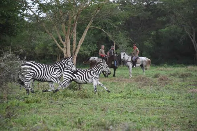 Zebra galloping past three riders on horseback at the edge of woodland