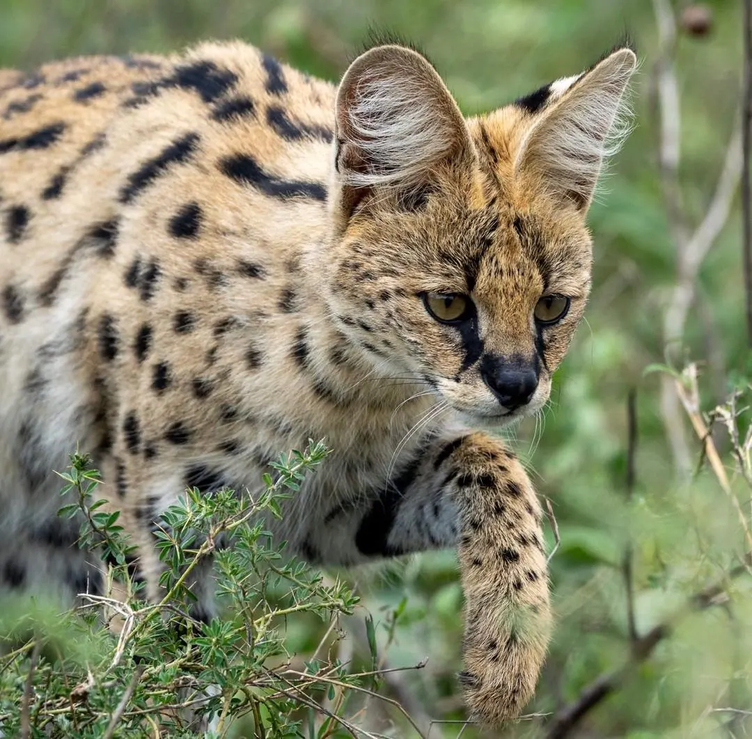 A serval stepping through low scrub with one forepaw raised, its spotted coat and large ears in sharp focus