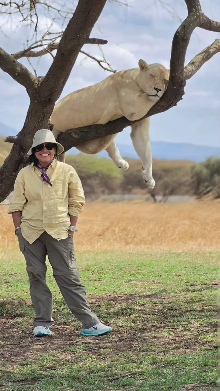 A guest in a sun hat standing beneath an acacia with a lioness asleep along the branch above her