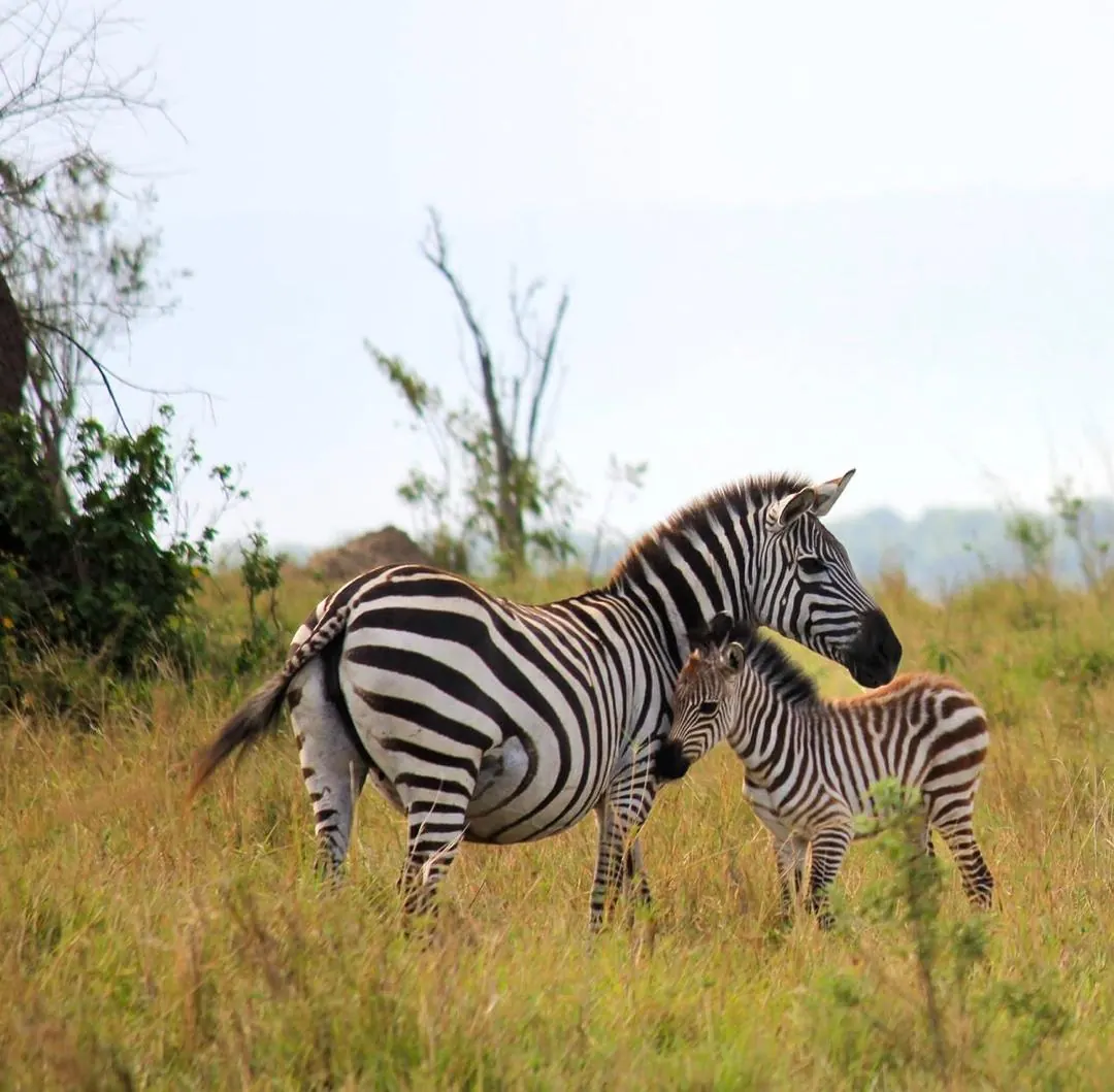 A zebra and its foal standing together in long dry grass